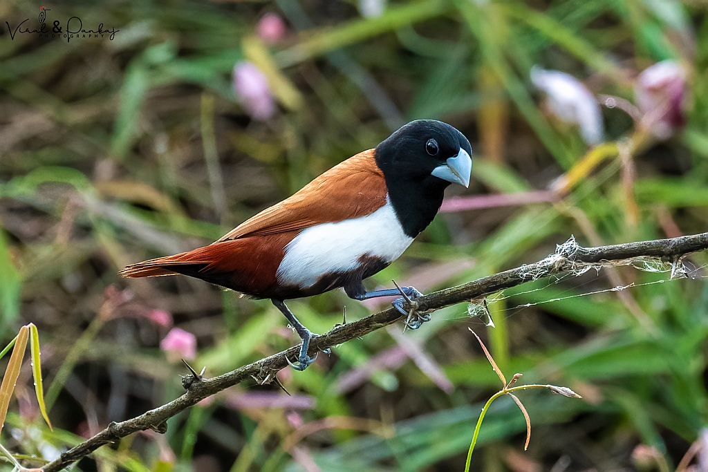 Black-headed Munia